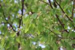 Foto amelanchier_arborea_d_1780643724.jpg