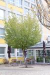 Foto amelanchier_arborea_h_1780643769.jpg