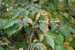 Foto amelanchier_laevis_d_1780645235.jpg