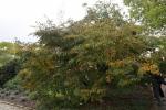 Foto amelanchier_laevis_h_1780645263.jpg