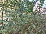 Foto amorpha_fruticosa_d_1780645345.jpg
