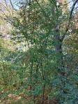 Foto amorpha_fruticosa_h_1780645472.jpg