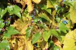 Foto ampelopsis_brevipedunculata_d_1780645919.jpg