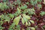Foto amygdalus_nana_d_1780646238.jpg