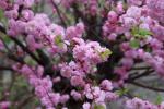 Foto amygdalus_triloba_d2_1780646552.jpg