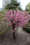 Foto amygdalus_triloba_h_1780646575.jpg