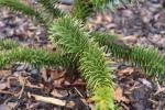 Foto araucaria_araucana_d_1780646812.jpg