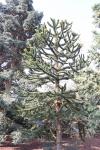 Foto araucaria_araucana_h2_1780646904.jpg