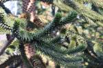 Foto araucaria_araucana_ii_d_1780646991.jpg