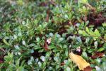 Foto arctostaphylos_uva-ursi_d_1780647358.jpg