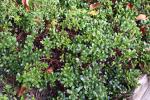 Foto arctostaphylos_uva-ursi_h_1780647387.jpg
