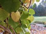 Foto aristolochia_macrophylla_d_1780647566.jpg