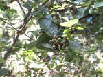 Foto aronia_melanocarpa_1719317017.jpg