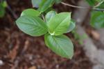 Foto aronia_melanocarpa_d2_1780647770.jpg