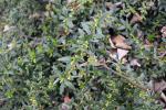 Foto berberis_candidula_d_1780648664.jpg