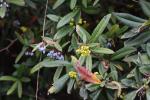 Foto berberis_julianae_d_1780654191.jpg