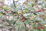 Foto berberis_thunbergii_d_1780654690.jpg
