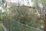 Foto berberis_thunbergii_h_1780654730.jpg