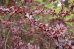 Foto berberis_thunbergii_´atropurpurea´_d_1780654558.jpg