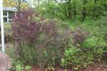 Foto berberis_thunbergii_´atropurpurea´_h_1780654585.jpg