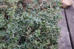 Foto berberis_verruculosa_d_1780654815.jpg