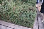 Foto berberis_verruculosa_h_1780654927.jpg