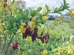 Foto berberis_vulgaris_d2_libosad_1780655157.jpg