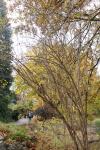 Foto berberis_vulgaris_h_1780655228.jpg