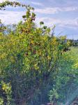 Foto berberis_vulgaris_h_libosad_1780655201.jpg