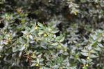 Foto berberis_×_frikartii_d1_1780648194.jpg