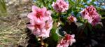 Foto bergenia_hybrida_1714480468.jpg