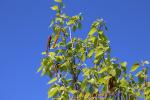 Foto betula_jacquemontii_d2_1780655489.jpg
