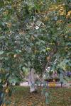 Foto betula_jacquemontii_h_1780655616.jpg