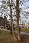 Foto betula_lenta_h_1780655824.jpg