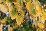 Foto betula_papyrifera_d1_1780656064.jpg