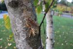Foto betula_papyrifera_d2_1780656101.jpg