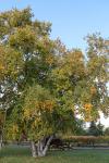 Foto betula_papyrifera_h_1780656130.jpg