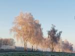 Foto betula_pendula_h2_1780656327.jpg
