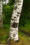 Foto betula_pubescens,b,_2017-08-04,lillehammer,norsko,st_kasparova,_p1090118_1598891338.jpg
