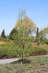 Foto betula_pubescens_h_1780656405.jpg