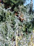 Foto buddleja_alternifolia_d_1780656718.jpg