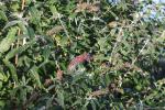 Foto buddleja_davidii_d_1780657430.jpg