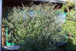 Foto buddleja_davidii_h_1780657459.jpg