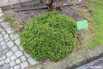 Foto buxus_microphylla_kingsville_dwarf_-_zimostraz_malolisty_1568215492.jpg