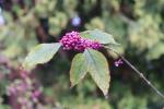 Foto callicarpa_bodinieri_d_1780657624.jpg