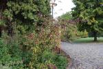 Foto callicarpa_bodinieri_h_1780657651.jpg
