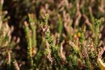 Foto calluna_vulgaris_d_1780658125.jpg
