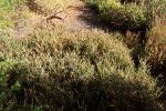 Foto calluna_vulgaris_h_1780658148.jpg