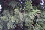 Foto calocedrus_decurrens_d_1780658748.jpg