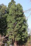 Foto calocedrus_decurrens_iii_h_1780658779.jpg